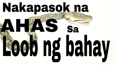 numero ng ahas sa bahay